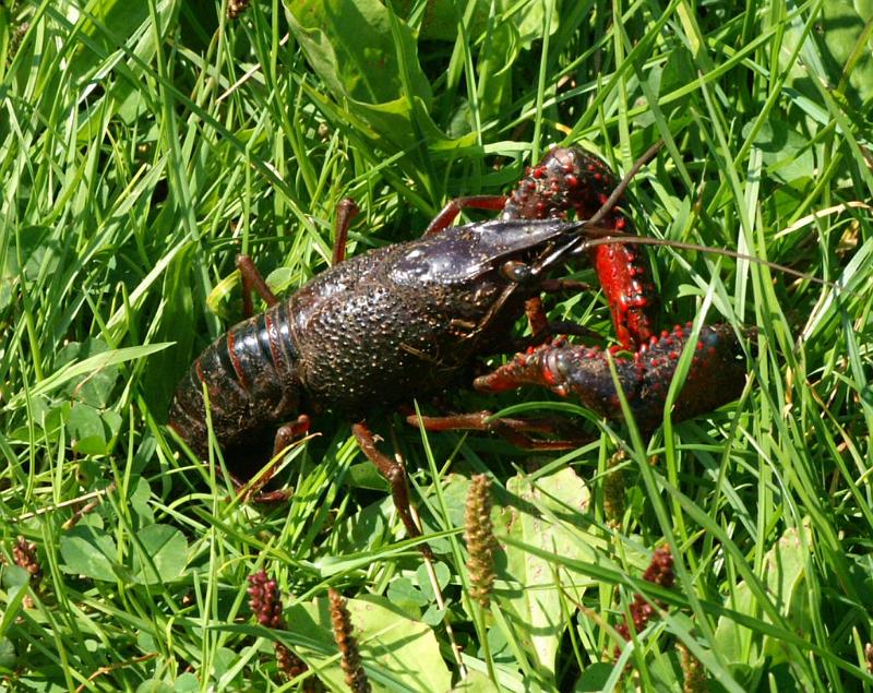 Procambarus_clarkii_D3121_Z_80_Loosdrechtse plassen_Nederland.jpg
